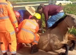 Égua cai em bueiro de 1,5 metro e fica presa pelas patas traseiras em Araxá Égua cai em bueiro de 1,5 metro e fica presa pelas patas traseiras em Araxá