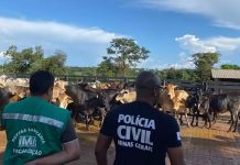 Funcionário é preso por fraude em documentos de gado apreendido em Uberaba Funcionário é preso por fraude em documentos de gado apreendido em Uberaba