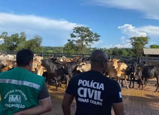 Funcionário é preso por fraude em documentos de gado apreendido em Uberaba Funcionário é preso por fraude em documentos de gado apreendido em Uberaba