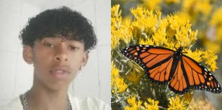 Jovem morre após injetar borboleta morta na veia como parte de desafio na internet Jovem morre após injetar borboleta morta na veia como parte de desafio na internet