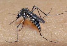 Minas Gerais confirma terceira morte por dengue em 2025; todas ocorreram no Triângulo Mineiro Minas Gerais confirma terceira morte por dengue em 2025; todas ocorreram no Triângulo Mineiro