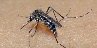 Minas Gerais confirma terceira morte por dengue em 2025; todas ocorreram no Triângulo Mineiro Minas Gerais confirma terceira morte por dengue em 2025; todas ocorreram no Triângulo Mineiro