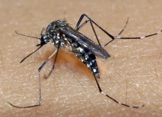 Minas Gerais confirma terceira morte por dengue em 2025; todas ocorreram no Triângulo Mineiro Minas Gerais confirma terceira morte por dengue em 2025; todas ocorreram no Triângulo Mineiro
