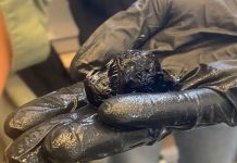 Peixe ‘Diabo Negro’ surpreende com seu verdadeiro tamanho em nova foto Peixe ‘Diabo Negro’ surpreende com seu verdadeiro tamanho em nova foto