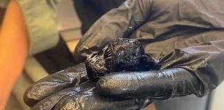 Peixe ‘Diabo Negro’ surpreende com seu verdadeiro tamanho em nova foto Peixe ‘Diabo Negro’ surpreende com seu verdadeiro tamanho em nova foto