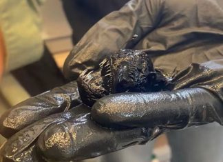 Peixe ‘Diabo Negro’ surpreende com seu verdadeiro tamanho em nova foto Peixe ‘Diabo Negro’ surpreende com seu verdadeiro tamanho em nova foto