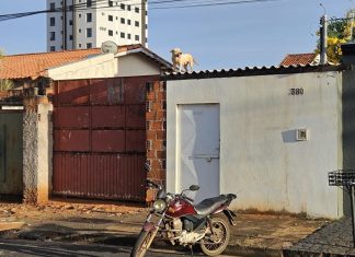 Pitbull foge de terreno e impede moradores de saírem de casa no bairro Granada, em Uberlândia Pitbull foge de terreno e impede moradores de saírem de casa no bairro Granada, em Uberlândia