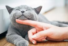 Segunda-feira (17) marca a celebração do Dia Mundial do Gato Segunda-feira (17) marca a celebração do Dia Mundial do Gato