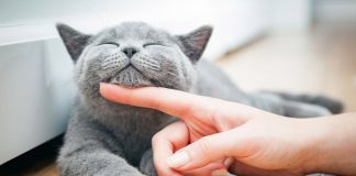 Segunda-feira (17) marca a celebração do Dia Mundial do Gato Segunda-feira (17) marca a celebração do Dia Mundial do Gato