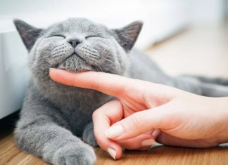 Segunda-feira (17) marca a celebração do Dia Mundial do Gato Segunda-feira (17) marca a celebração do Dia Mundial do Gato