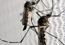 5ª morte por dengue em MG é confirmada em Uberlândia; Triângulo Mineiro lidera em óbitos morte por dengue em MG é confirmada em Uberlândia