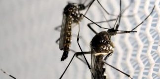 5ª morte por dengue em MG é confirmada em Uberlândia; Triângulo Mineiro lidera em óbitos morte por dengue em MG é confirmada em Uberlândia