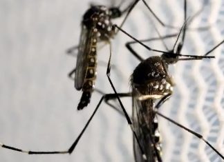 5ª morte por dengue em MG é confirmada em Uberlândia; Triângulo Mineiro lidera em óbitos morte por dengue em MG é confirmada em Uberlândia