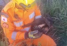 Bombeiros de Ituiutaba salvam filhote de cachorro preso em buraco Bombeiros de Ituiutaba salvam filhote de cachorro preso em buraco