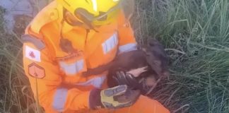 Bombeiros de Ituiutaba salvam filhote de cachorro preso em buraco Bombeiros de Ituiutaba salvam filhote de cachorro preso em buraco