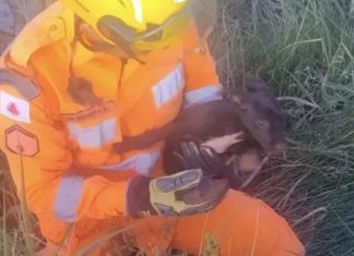 Bombeiros de Ituiutaba salvam filhote de cachorro preso em buraco Bombeiros de Ituiutaba salvam filhote de cachorro preso em buraco