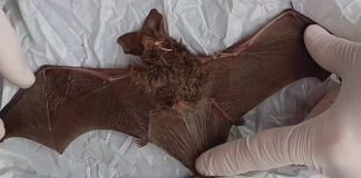 Caso de raiva em morcego é confirmado no Bairro Novo Mundo, em Uberlândia Caso de raiva em morcego é confirmado no Bairro Novo Mundo, em Uberlândia