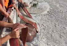 Cavalo é resgatado após cair em tanque de laticínio em Araxá Cavalo é resgatado após cair em tanque de laticínio em Araxá
