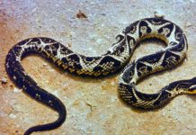Criança de 7 anos é atacada por uma das cobras mais venenosas do Sul do Brasil Criança de 7 anos é atacada por uma das cobras mais venenosas do Sul do Brasil