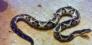 Criança de 7 anos é atacada por uma das cobras mais venenosas do Sul do Brasil Criança de 7 anos é atacada por uma das cobras mais venenosas do Sul do Brasil