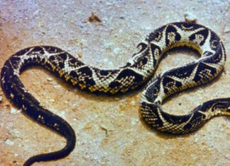 Criança de 7 anos é atacada por uma das cobras mais venenosas do Sul do Brasil Criança de 7 anos é atacada por uma das cobras mais venenosas do Sul do Brasil