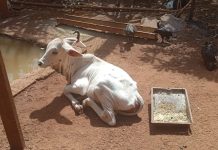 Dois Homens São Presos por Maus-Tratos a Bezerro Furtado de Fazenda em Uberaba