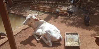 Dois Homens São Presos por Maus-Tratos a Bezerro Furtado de Fazenda em Uberaba