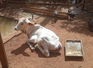 Dois Homens São Presos por Maus-Tratos a Bezerro Furtado de Fazenda em Uberaba