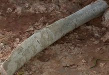 Fósseis possivelmente de titanossauro são encontrados durante obra de rodovia em Uberaba Fósseis possivelmente de titanossauro são encontrados durante obra de rodovia em Uberaba