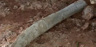 Fósseis possivelmente de titanossauro são encontrados durante obra de rodovia em Uberaba Fósseis possivelmente de titanossauro são encontrados durante obra de rodovia em Uberaba
