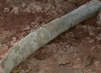 Fósseis possivelmente de titanossauro são encontrados durante obra de rodovia em Uberaba Fósseis possivelmente de titanossauro são encontrados durante obra de rodovia em Uberaba