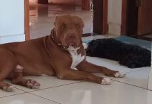 Padrasto mata a facadas cachorro da família durante briga no interior de Minas Padrasto mata a facadas cachorro da família durante briga no interior de Minas