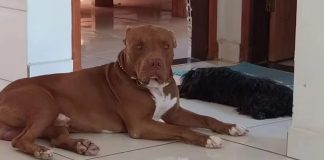 Padrasto mata a facadas cachorro da família durante briga no interior de Minas Padrasto mata a facadas cachorro da família durante briga no interior de Minas
