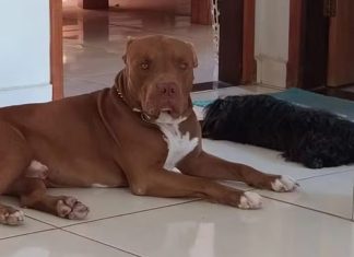 Padrasto mata a facadas cachorro da família durante briga no interior de Minas Padrasto mata a facadas cachorro da família durante briga no interior de Minas