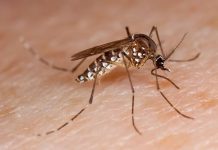 Uberlândia enfrenta surto de dengue com 7 mortes e mais de 6 mil casos registrados Uberlândia enfrenta surto de dengue com 7 mortes e mais de 6 mil casos registrados