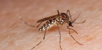 Uberlândia enfrenta surto de dengue com 7 mortes e mais de 6 mil casos registrados Uberlândia enfrenta surto de dengue com 7 mortes e mais de 6 mil casos registrados