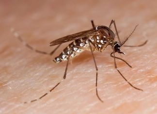 Uberlândia enfrenta surto de dengue com 7 mortes e mais de 6 mil casos registrados Uberlândia enfrenta surto de dengue com 7 mortes e mais de 6 mil casos registrados