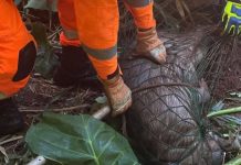 Bombeiros resgatam capivara presa em tanque em Ituiutaba Bombeiros resgatam capivara presa em tanque em Ituiutaba