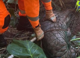 Bombeiros resgatam capivara presa em tanque em Ituiutaba Bombeiros resgatam capivara presa em tanque em Ituiutaba