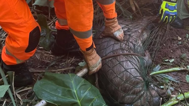 Bombeiros resgatam capivara presa em tanque em Ituiutaba