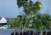 Estufa artesanal para cultivo de maconha é encontrada em apartamento no Centro de Patos de Minas Estufa artesanal para cultivo de maconha é encontrada em apartamento no Centro de Patos de Minas