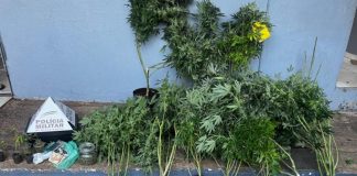 Estufa artesanal para cultivo de maconha é encontrada em apartamento no Centro de Patos de Minas Estufa artesanal para cultivo de maconha é encontrada em apartamento no Centro de Patos de Minas