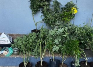 Estufa artesanal para cultivo de maconha é encontrada em apartamento no Centro de Patos de Minas Estufa artesanal para cultivo de maconha é encontrada em apartamento no Centro de Patos de Minas