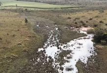 Fazendeiros Multados em Mais de R$ 4 Milhões e 500 Hectares Embargados por Desmatamento Ilegal em Uberlândia e Uberaba Fazendeiros Multados em Mais de R$ 4 Milhões e 500 Hectares Embargados por Desmatamento Ilegal em Uberlândia e Uberaba