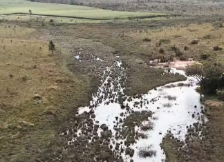 Fazendeiros Multados em Mais de R$ 4 Milhões e 500 Hectares Embargados por Desmatamento Ilegal em Uberlândia e Uberaba Fazendeiros Multados em Mais de R$ 4 Milhões e 500 Hectares Embargados por Desmatamento Ilegal em Uberlândia e Uberaba