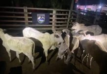 Goiás: Dupla presa por furto de gado destinado a leilão em MG. Goiás Dupla presa por furto de gado destinado a leilão em MG.