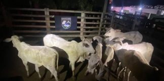 Goiás: Dupla presa por furto de gado destinado a leilão em MG. Goiás Dupla presa por furto de gado destinado a leilão em MG.