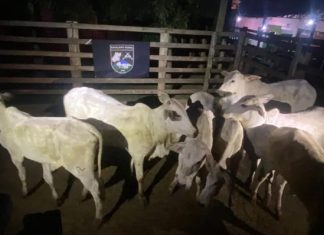 Goiás: Dupla presa por furto de gado destinado a leilão em MG. Goiás Dupla presa por furto de gado destinado a leilão em MG.