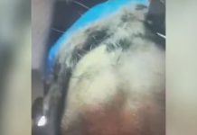 Homem é detido em MG por raspar o cabelo da ex-namorada e filmar a agressão Homem é detido em MG por raspar o cabelo da ex-namorada e filmar a agressão