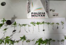 Homem é detido por tráfico de drogas e posse irregular de munição em Araguari Homem é detido por tráfico de drogas e posse irregular de munição em Araguari